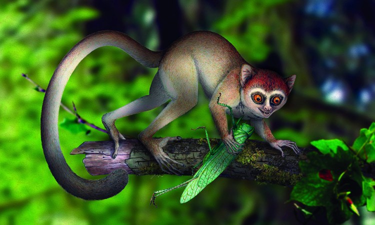 World’s Oldest Primate Fossil Discovered