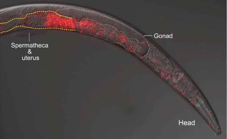 A new finding raises an old question: Where and when did life begin?