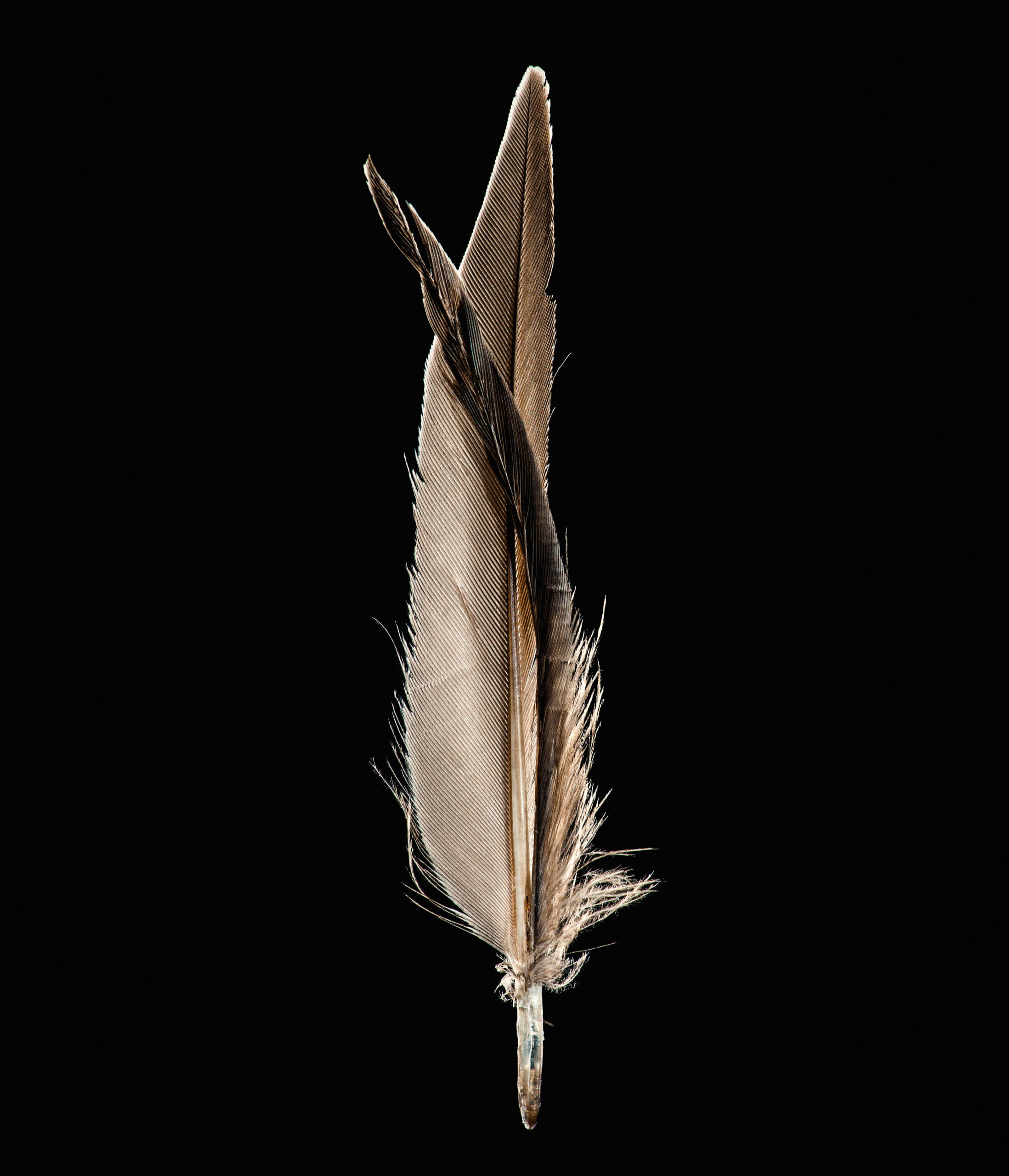 The common swift has a split feather
