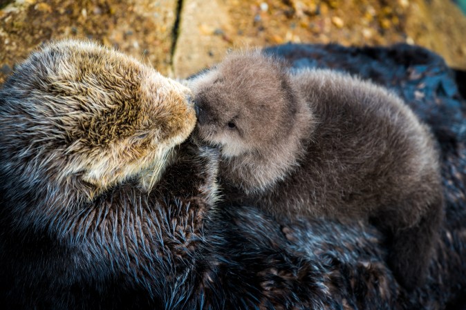 Otter Kisses