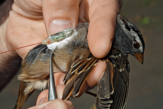 Moveable Beasts:  Tracking Winged Migrations To Predict Weather, Stop Disease, and Save Species