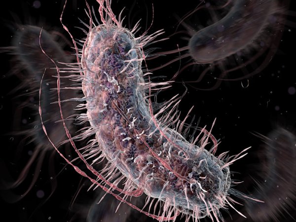 Scientists Design Genome For Upgraded E. Coli