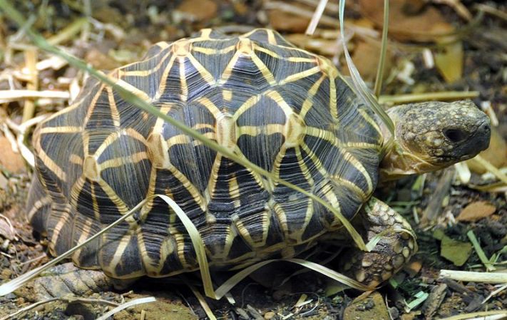 How The Turtle Got Its Shell