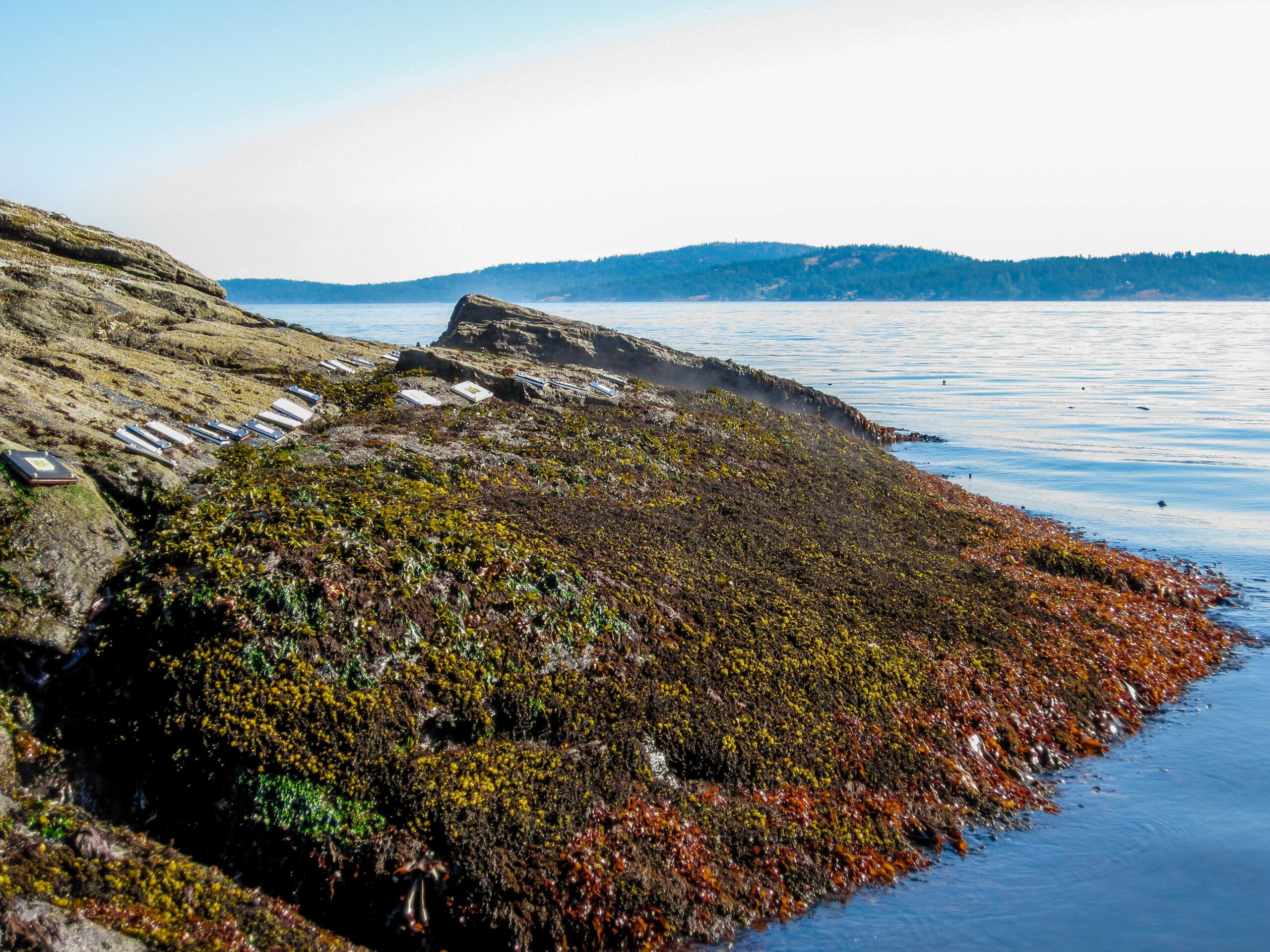 Experimental plates installed on the shore in Ruckle Provincial Park, on Saltspring Island, BC, Canada.