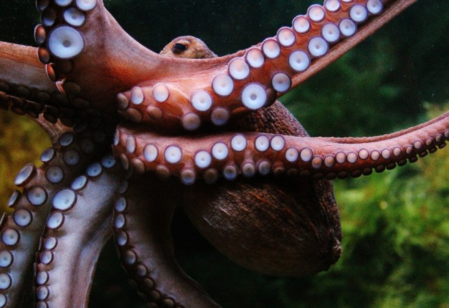 Octopuses can basically edit their own genes on the fly