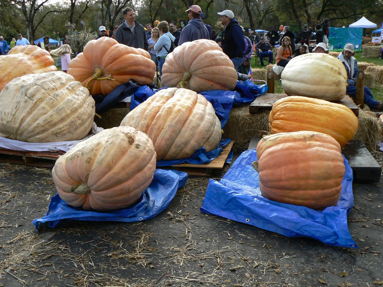 pumpkin contest