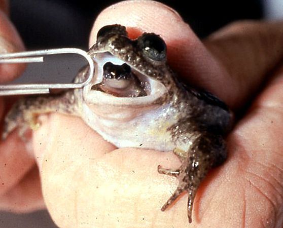 Scientists Resurrect Bonkers Extinct Frog That Gives Birth Through Its Mouth