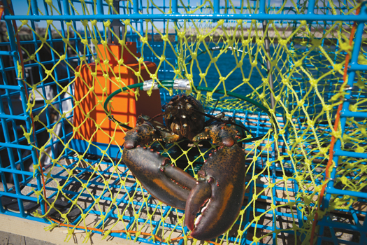 2012 Invention Awards: A Better Lobster Trap