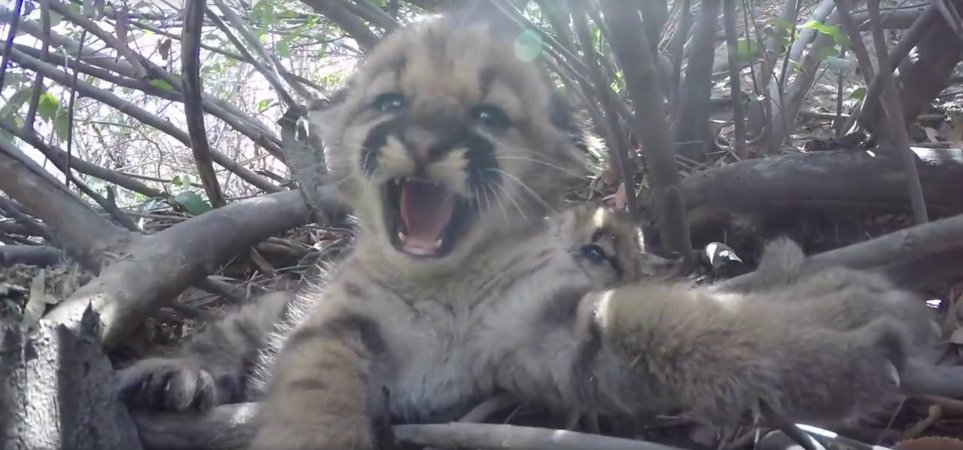 Meet The New Mountain Lion Kittens Living It Up Outside Los Angeles