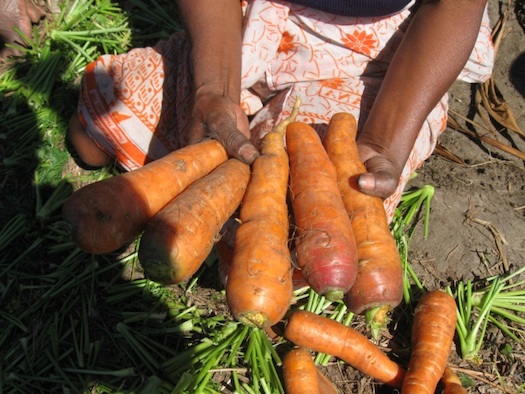 The Secret Life Of Produce