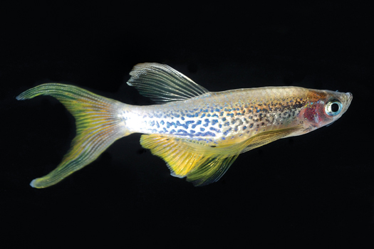 Will This Fish Transform Medicine?