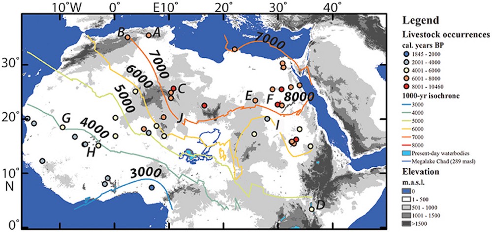 The lines on this map represent the spread of livestock over the millennia. The dots represent sites where archaeologists found evidence of livestock. The years shown are BP, or “before present,” a scale used for radiocarbon dating in which the 1950 is ye