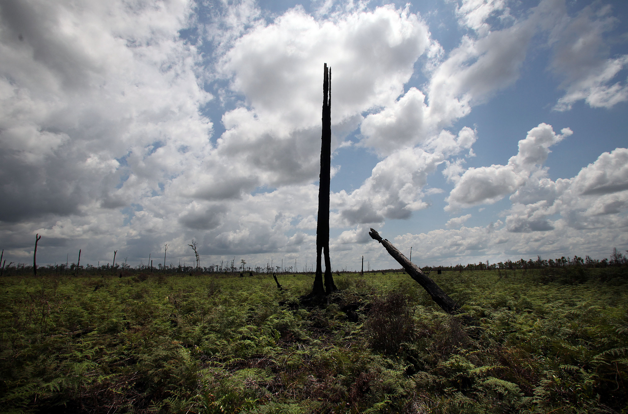 deforestation in Indonesia