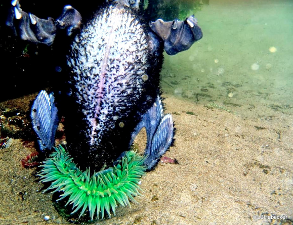 Giant Anemone Eats Seabird