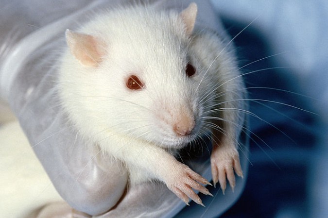 Scientists Regrow Severed Spinal Cords In Rats