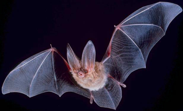 You wish you were "blind" like this bat