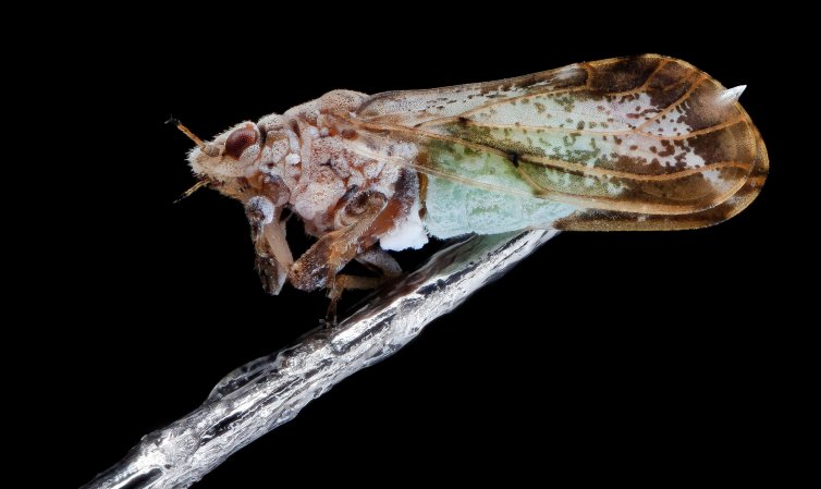 Buzzing Traps Could Fight The Pest That’s Killing Florida’s Oranges