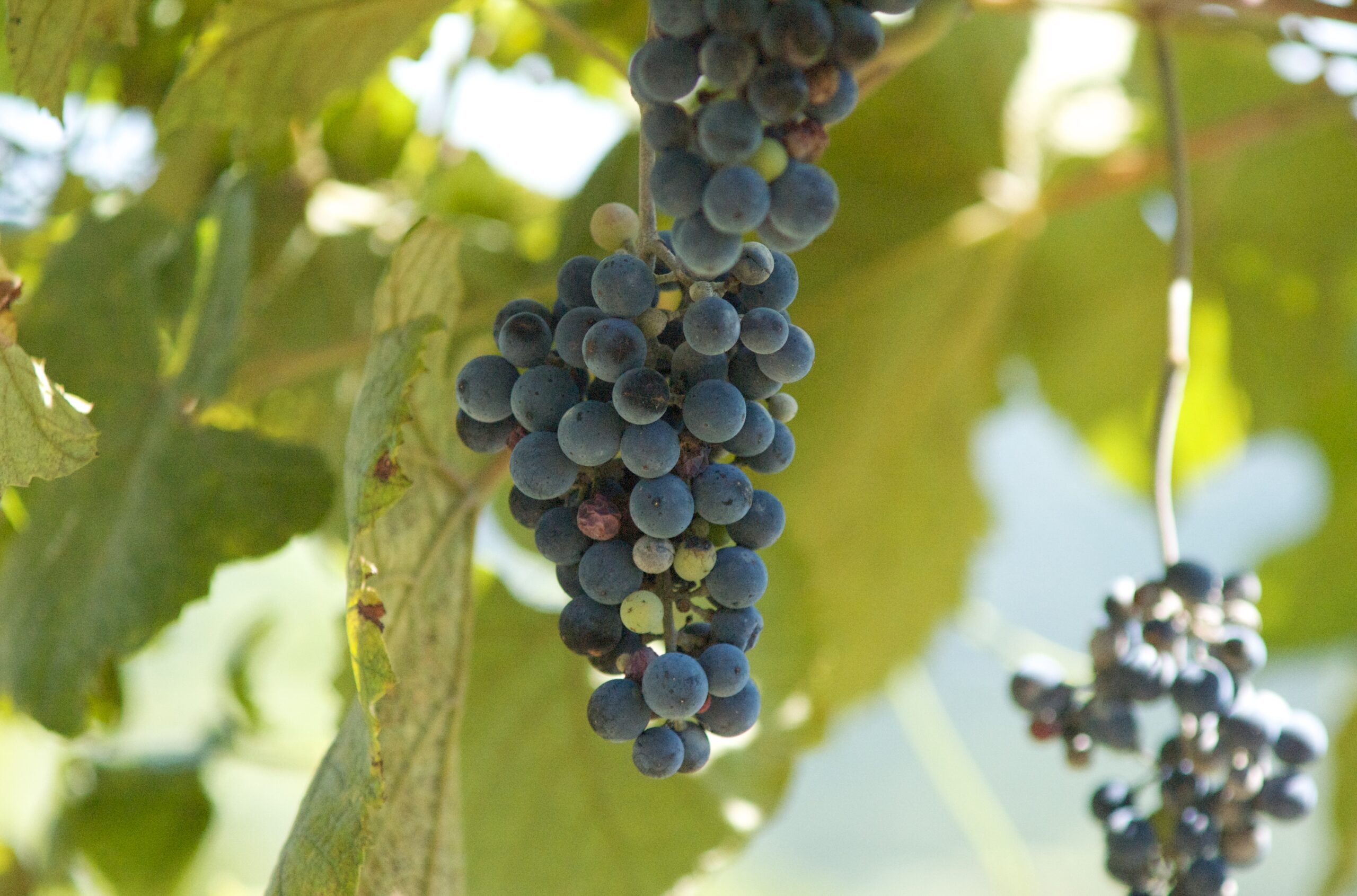 Grapes on the Vine