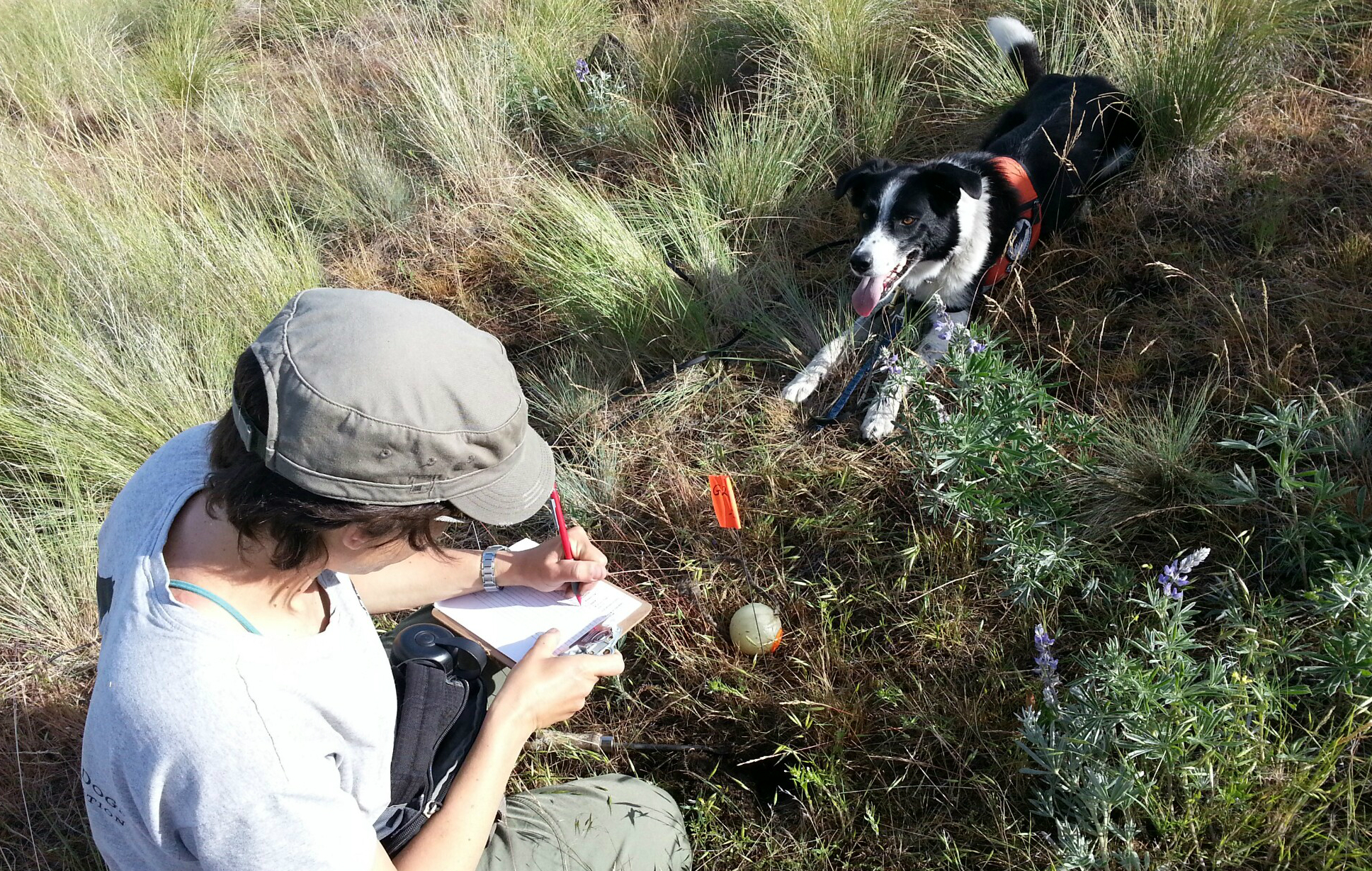 Seamus spots a weed in Missoula, Montana.