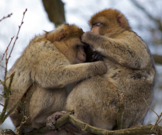 Finding Friends In Primate Places