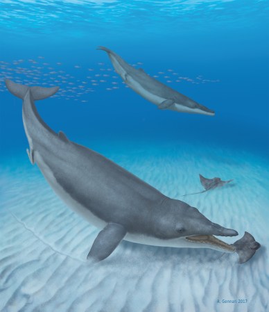 This ancient whale had teeth, but it still sucked food off the ocean floor