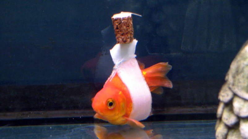 How To Fix A Goldfish