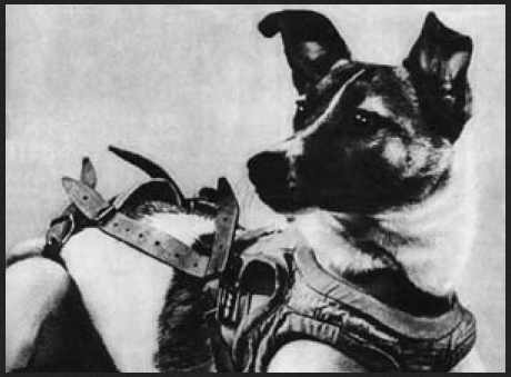 60 years ago today, a Soviet street dog became the first animal to orbit Earth