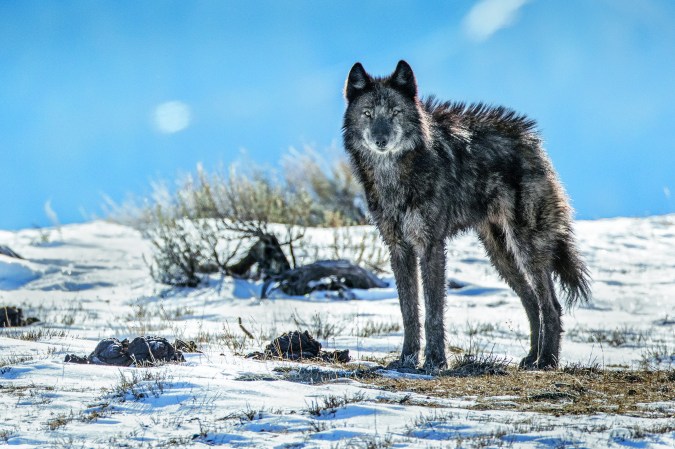 No longer lone, an adopted member of the Phantom Springs wolf pack stands tall in Grand Teton National Park. After an absence of about 70 years, wolves returned to the park in 1998, moving down from Y