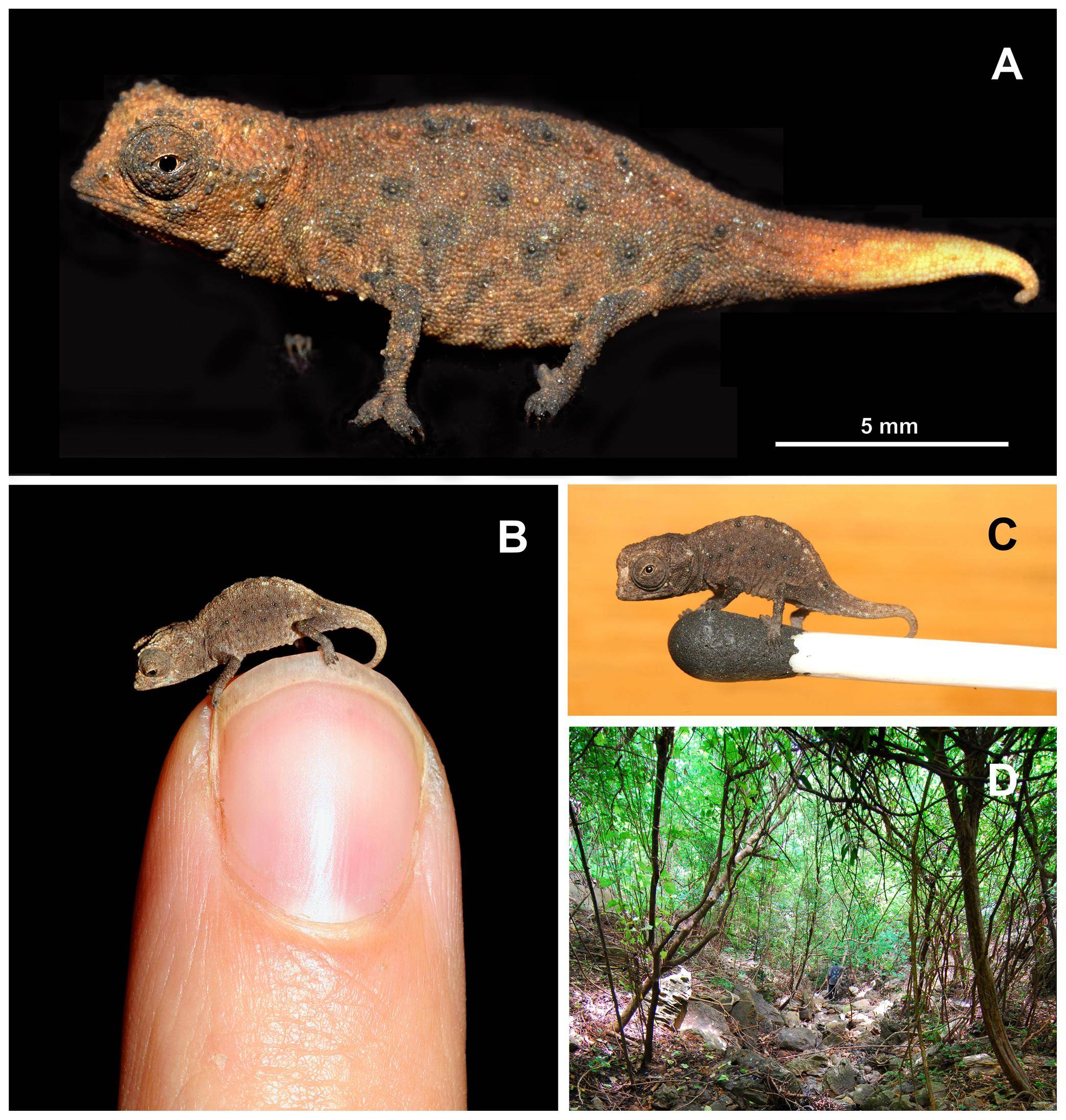 World's Tiniest Chameleons Found In Madagascar