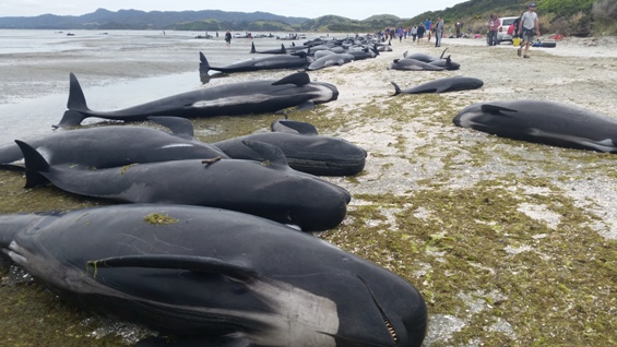 How New Zealand is avoiding hundreds of exploding whale corpses