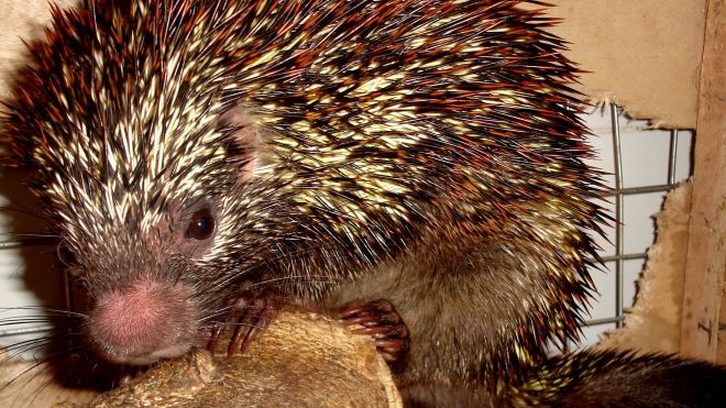 New Species Of Brazilian Porcupine Found, Has Very Cool Rubbery Nose