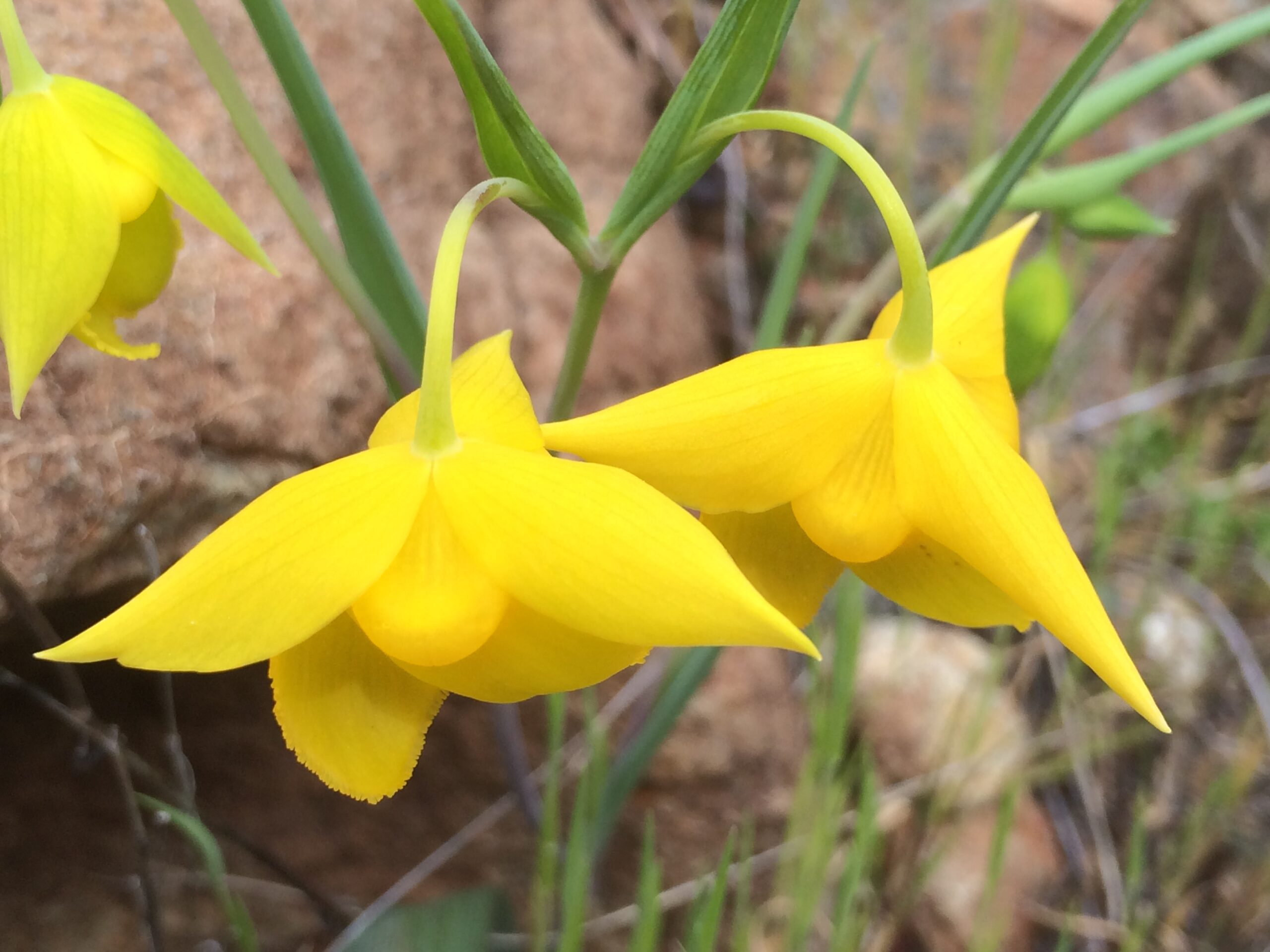 Golden fairy lantern lilies are dormancy prone.