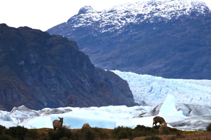 Conservation takes one scientist to the extreme