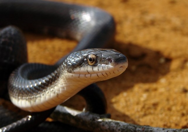 Culprit Identified In Mysterious Snake Disease Hitting The East Coast