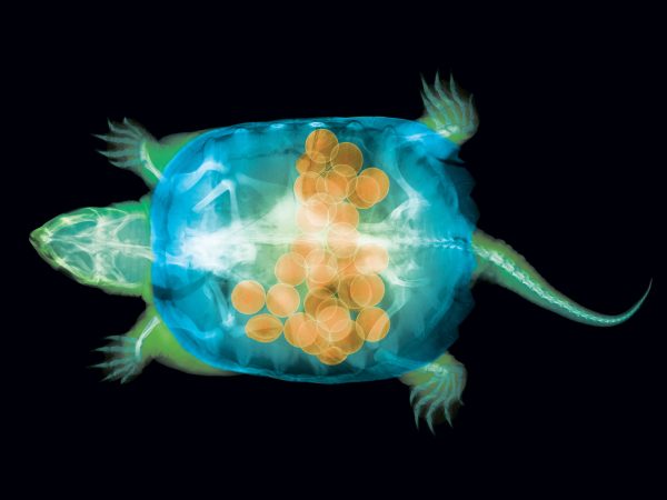 X-Rays Reveal A Surprise In This Turtle’s Tummy