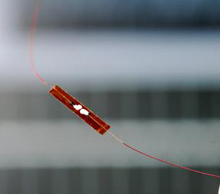 Nanowires Convert Rat’s Heartbeat Into Usable Electricity