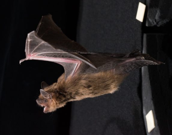 Bat echolocation could help us understand ADHD