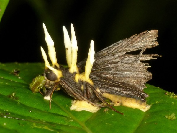 Ophiocordyceps fungus growing on moth