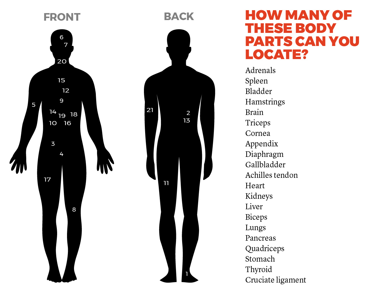 human body quiz