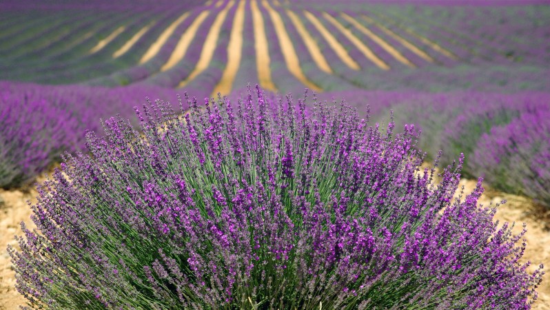 A field of lavender, with a large tuft of lavender in the foreground. 