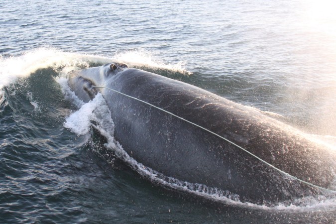 Red Ropes May Help Whales Avoid Entanglements