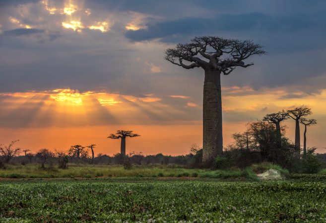 Scientists wanted to understand how baobab trees live for thousands of years. Then the ancient trees started dying.