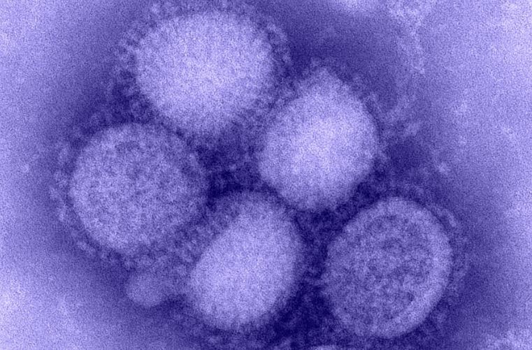 Influenza virus