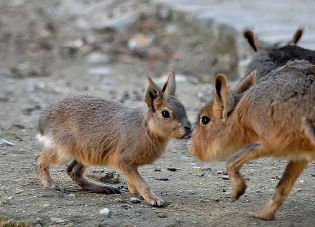 ‘Quantum Sense Of Smell’ Theory Gains Traction