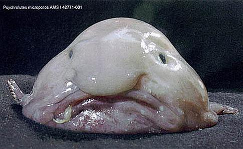 Blob Fish