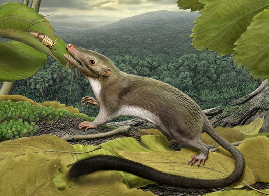 Scientists Reconstruct Scampering Common Ancestor Of All Us Placental Mammals