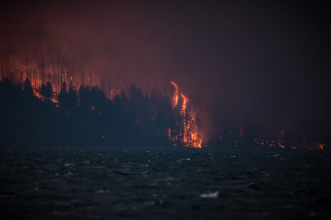 Flames aren’t the only danger firefighters face. Sometimes, there’s a bear.