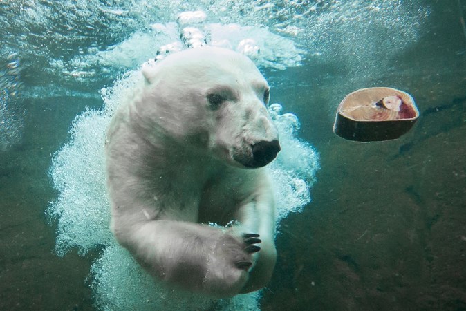 Trained Polar Bears Volunteer To Give Blood For Science