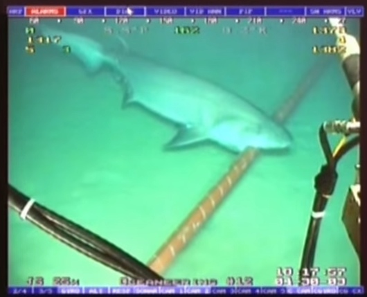 Google Protects Its Undersea Fiber Optic Cables… From Sharks