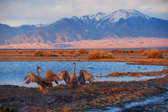 Sandhill cranes dancing at sunset